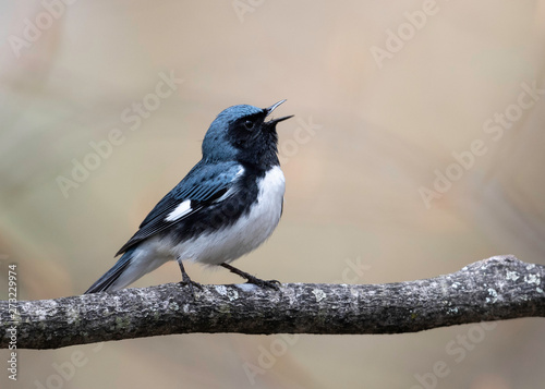 Blue-throated Blue Warbler photo