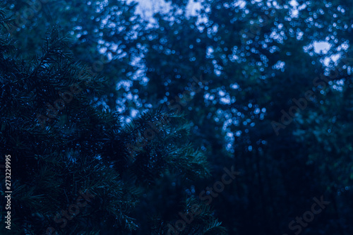 Dark blue scary morning forest © Daniel Doorakkers