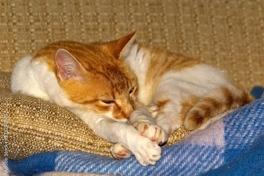 Gato Theo IMG_5323 Gato Theo IMG_5323