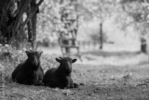 Fototapeta Naklejka Na Ścianę i Meble -  Mazury Garbate 6