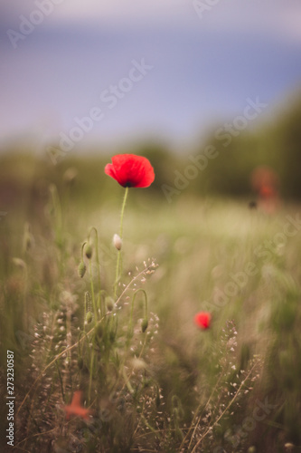 Close up of beautiful, red, blooming poppies in a natural field. Shot with vintage Helios lens 40 2