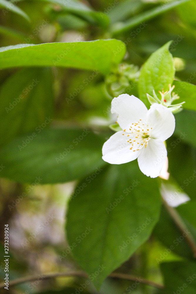 Fototapeta premium The closeup of the beautiful white flower