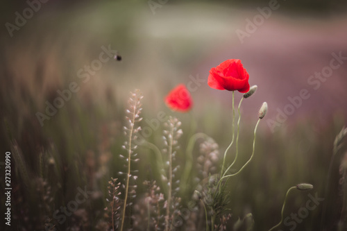 Close up of beautiful, red, blooming poppies in a natural field. Shot with vintage Helios lens 40 2 © Evgeniya Biriukova