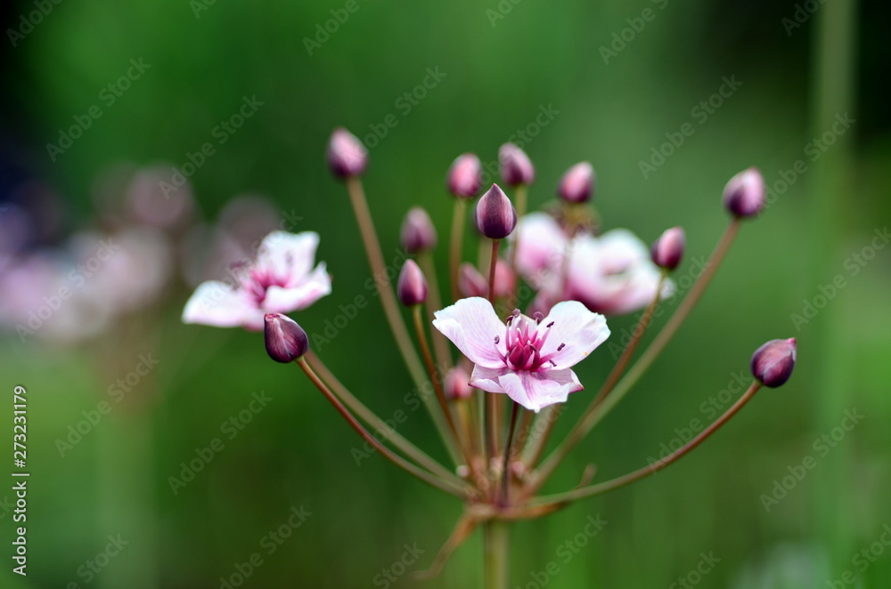 Fototapeta premium Zarte rosarote Wasserpflanze
