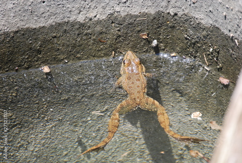 Wild Spanish Frog in Valencia Pond