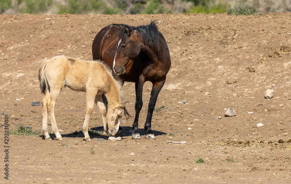 Fototapeta premium Wild Horse Mare and Cute Foal