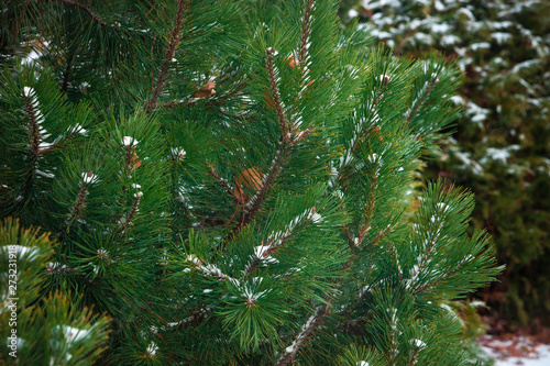 pine branch with cones in snow