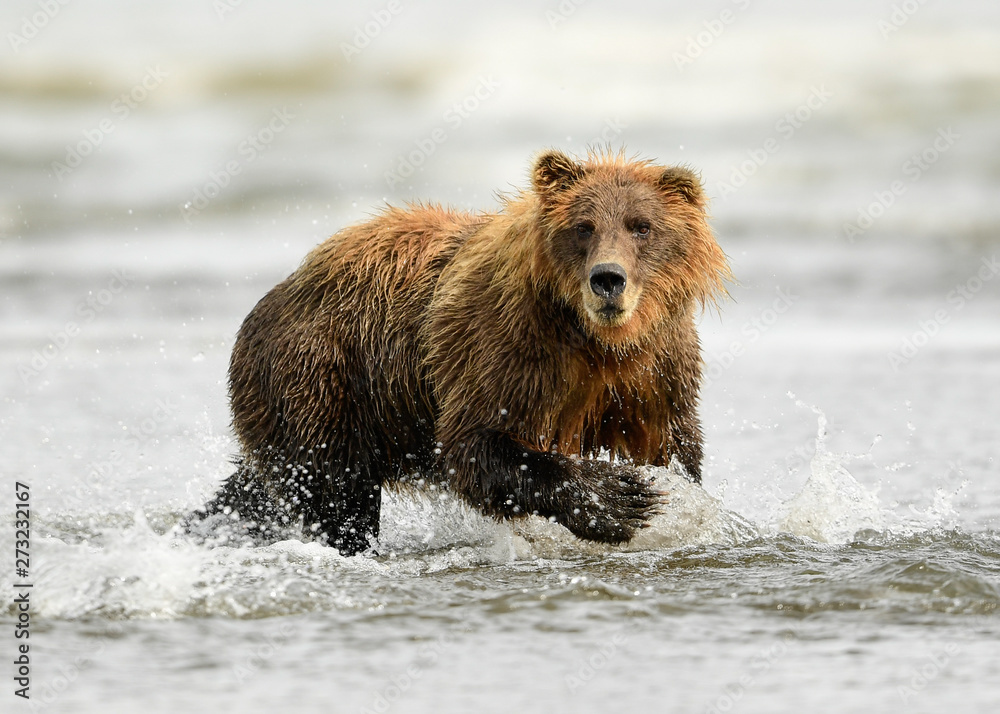 Alaska Brown Bear Alaska Brown Bear