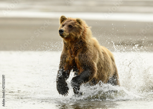 Alaska Brown Bear