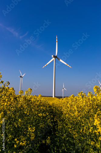 landscape with a field of yellow rape with a blue cloudless sky and ecological wind farms