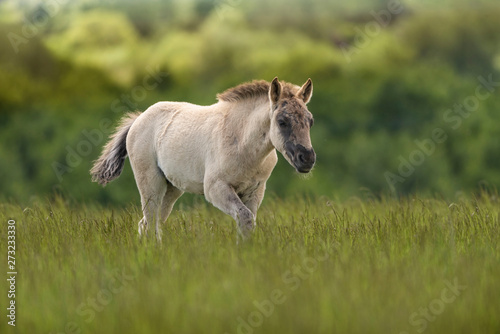 Fototapeta Naklejka Na Ścianę i Meble -  vild horse