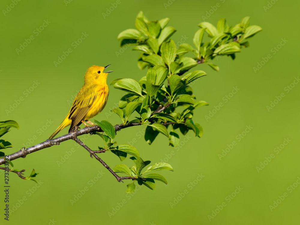 Yellow Warbler Singing in Spring on Green Background Yellow Warbler Singing in Spring on Green Background