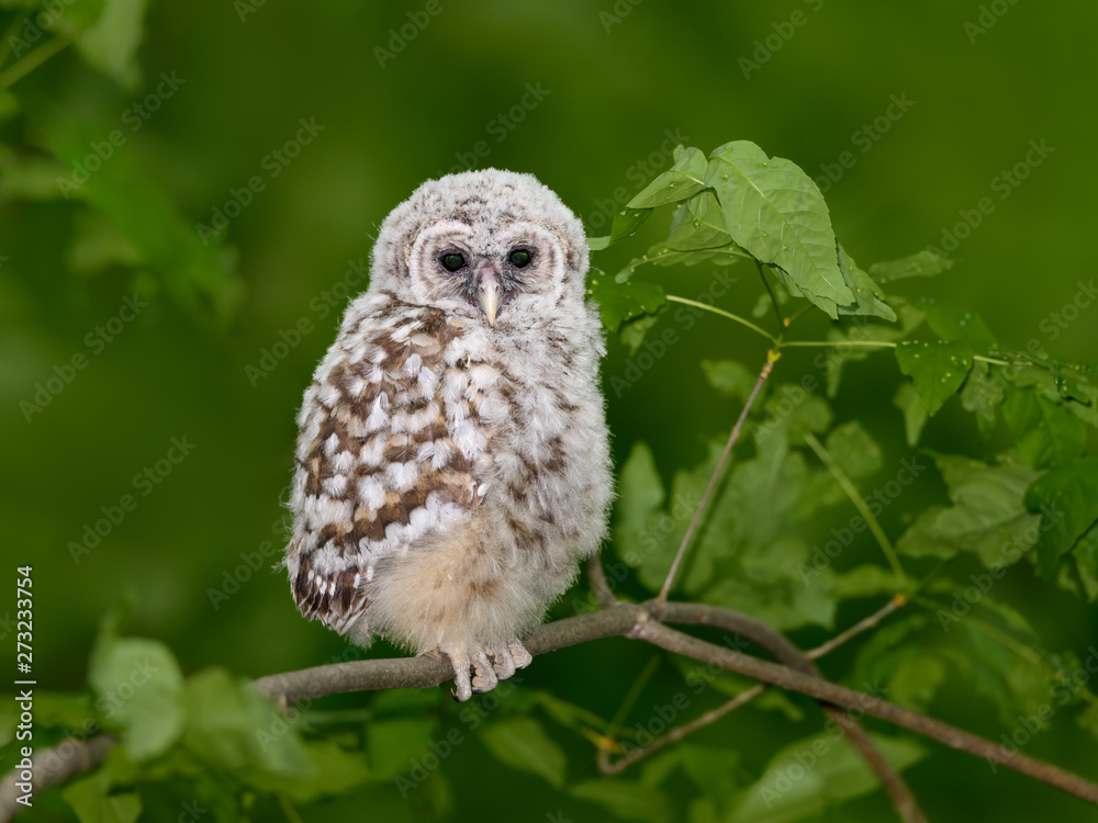Fototapeta premium Barred Owl ( Owlet ) Closeup Portrait on Green Background in Spring