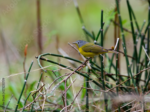 Nashville Warbler Perched on Stick in Spring photo