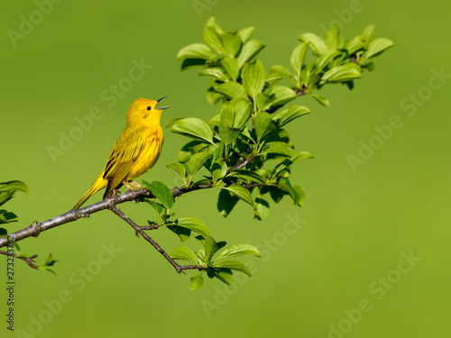 Yellow Warbler Singing in Spring on Green Background