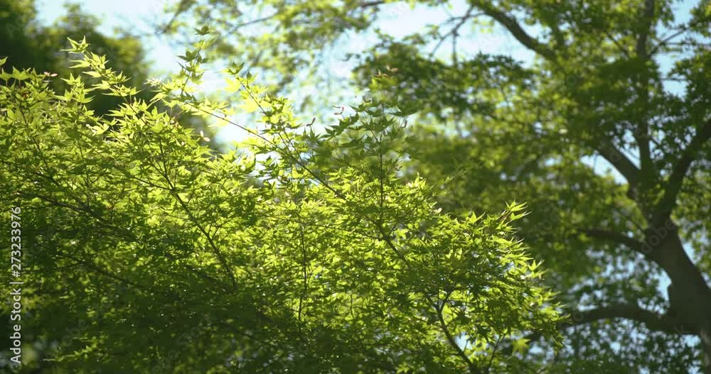 風に揺れる青紅葉 風に揺れる青紅葉