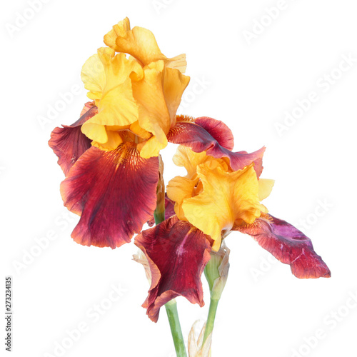 Variegata (yellow and burgundy) iris flowers close-up isolated on white background. Cultivar with yellow standards and burgundy falls from Tall Bearded (TB) iris garden group