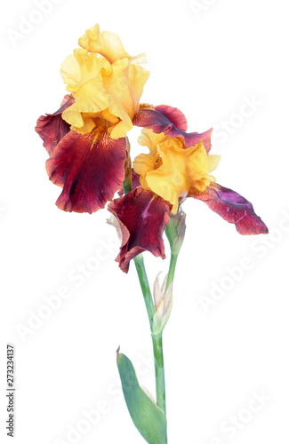 Fototapeta Naklejka Na Ścianę i Meble -  Variegata (yellow and burgundy) iris flowers with long stem and green leaf isolated on white background. Cultivar with yellow standards and burgundy falls from Tall Bearded (TB) iris garden group
