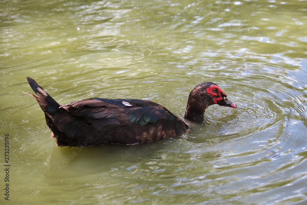 Fototapeta premium pato de color negro sabana cundiboyacense