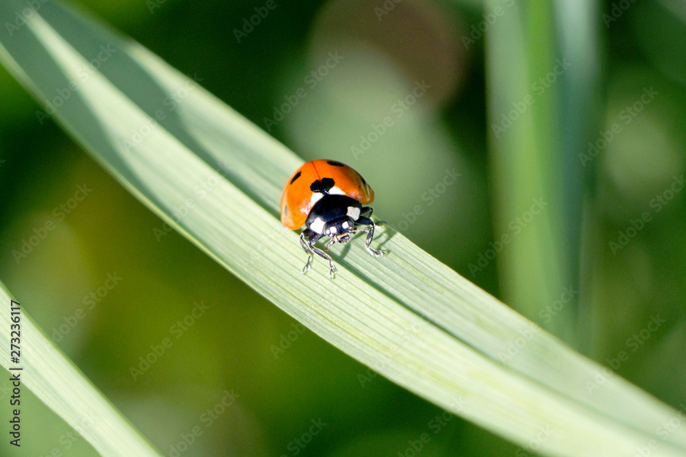 close up of a ladybug on green leaf in nature close up of a ladybug on green leaf in nature