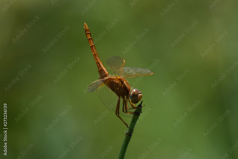 Broad Scarlet Dragonfly (Crocothemis erythraea) Perched Tail Up Looking, Limpopo, South Africa
