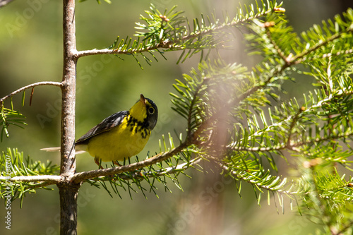 Kanadawaldsänger im Wald von Pukaskwa photo