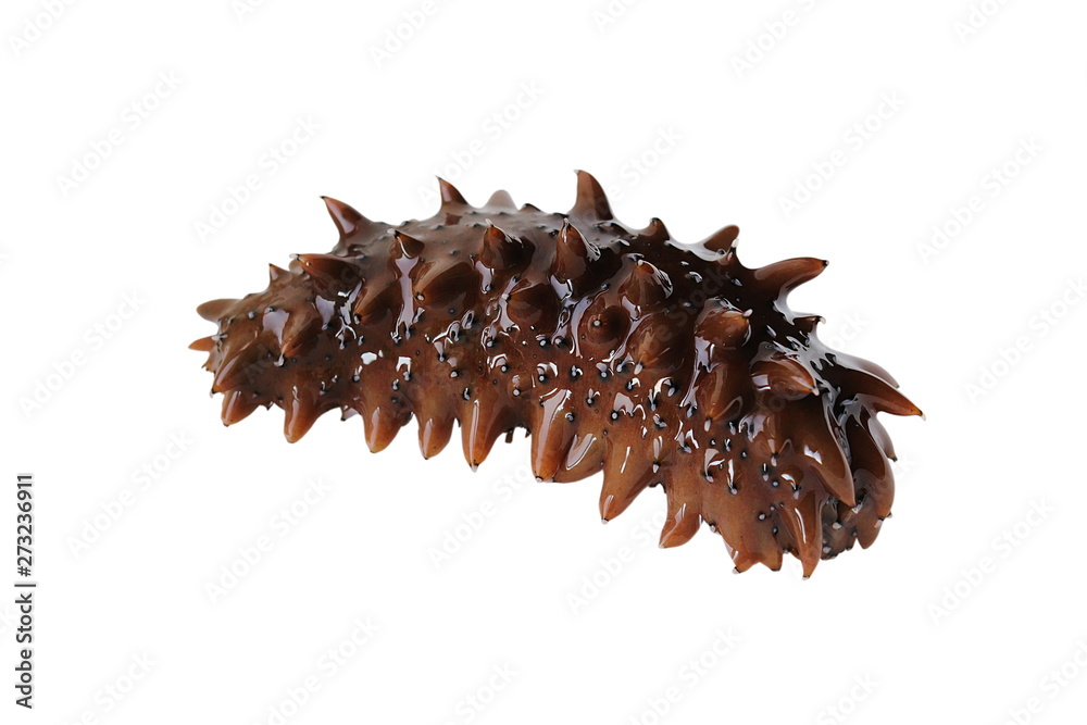 Sea cucumber trepang Stichopus japonicus isolated on white background ...