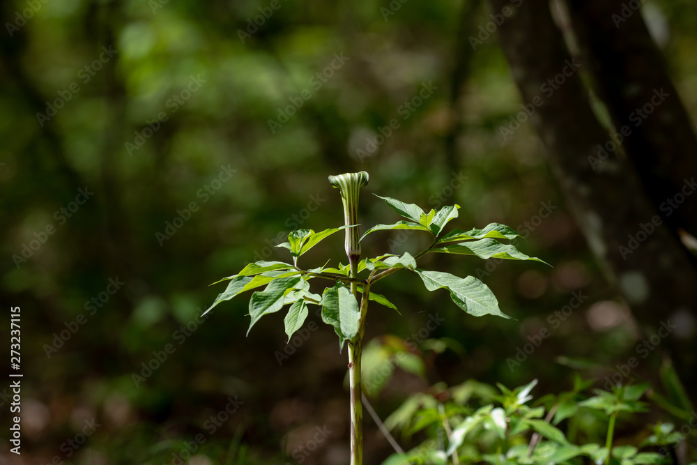 マムシグサ 有毒植物 マムシグサ 有毒植物