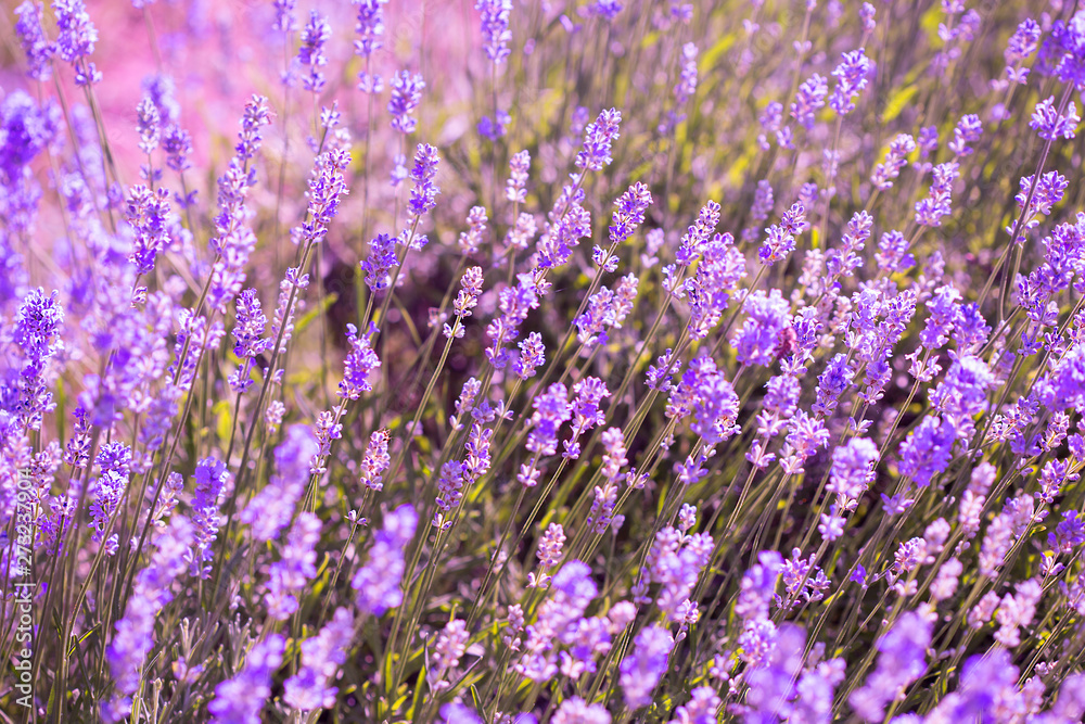Field of blooming lavender flowers. Natural background