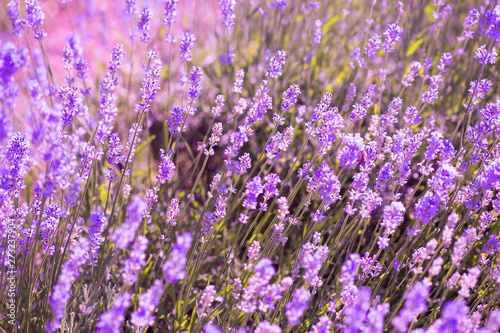 Field of blooming lavender flowers. Natural background