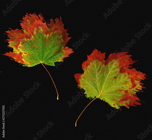 Colorful stylized maple leaves on a black background