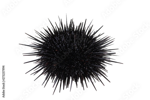 Alive black sea urchin Strongylocentrotus nudus isolated on white background closeup
