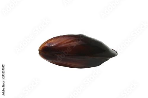 Alive mussel Mytilus trossulus closeup isolated on white background. Delicious seafood mollusc