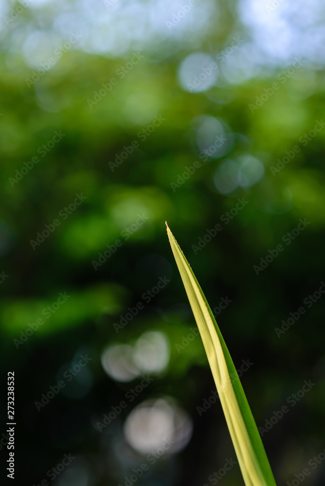 Fototapeta premium The sharp tip of the leaf is slender. The background image is a green bokeh for copy space.