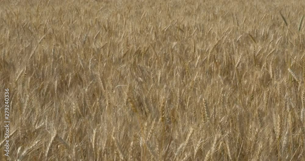Ripe wheat field, Judea plain, Israel Ripe wheat field, Judea plain, Israel