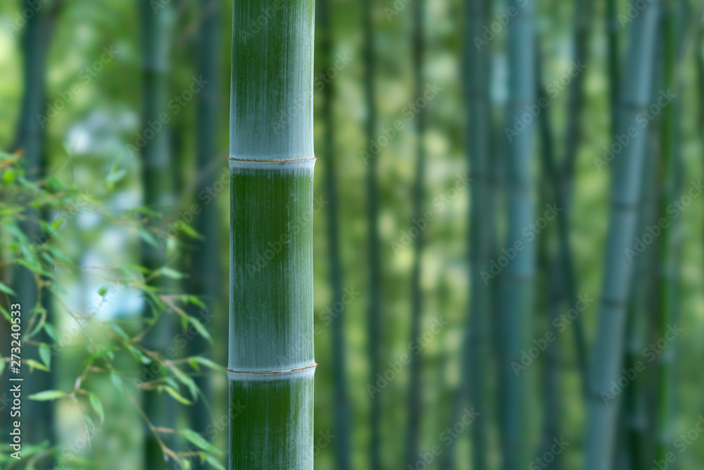 竹林 竹林