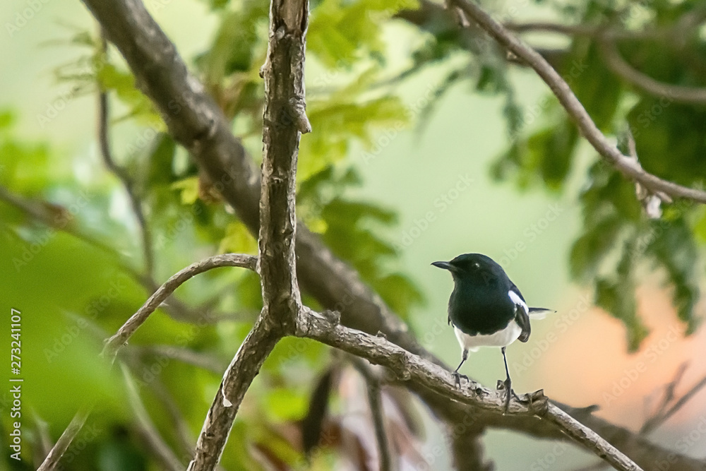 Oriental Magpie Robin The beautiful bird, Oriental Magpie Robin The beautiful bird,