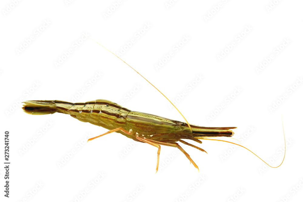 Alive shrimp Pandalus latirostris isolated on white background closeup