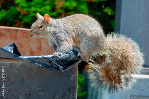 Happy sinister smile new york city squirrel in anticipation of feast