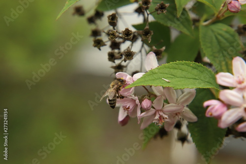 Honey bee at a Deutzia