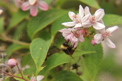 Bumblebee at a flower of a Deutzie
