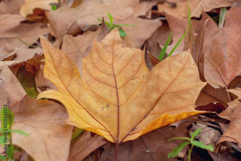 dry leaves on the ground