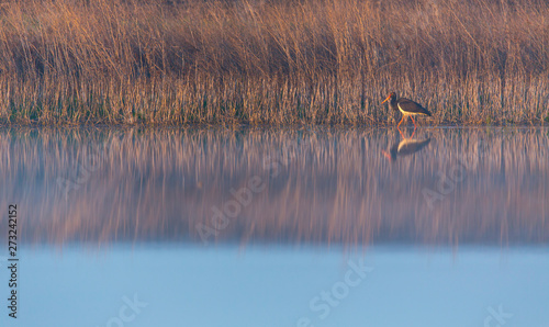 BLACK STORK (Ciconia nigra)