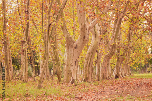 group of trees with dry leaves on the ground