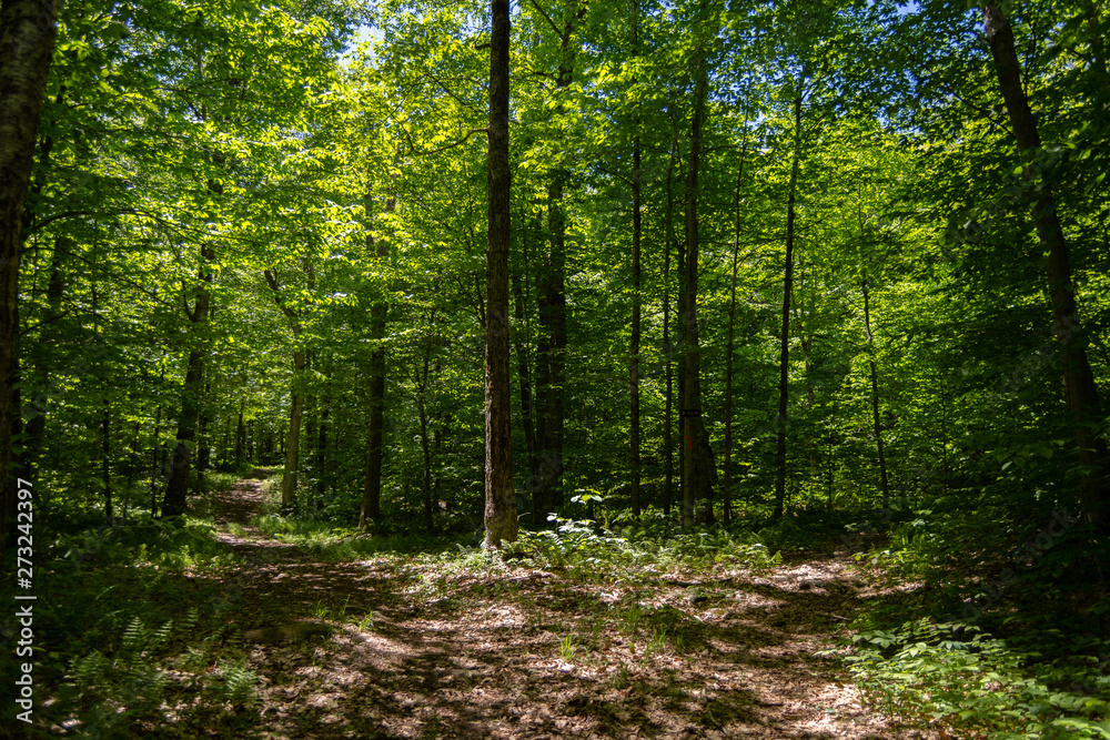 Fototapeta premium Paths in the forest