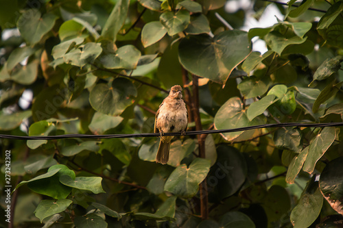 Common Tailorbird on tree