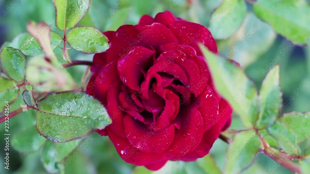 beautiful red rose blooms in the garden beautiful red rose blooms in the garden