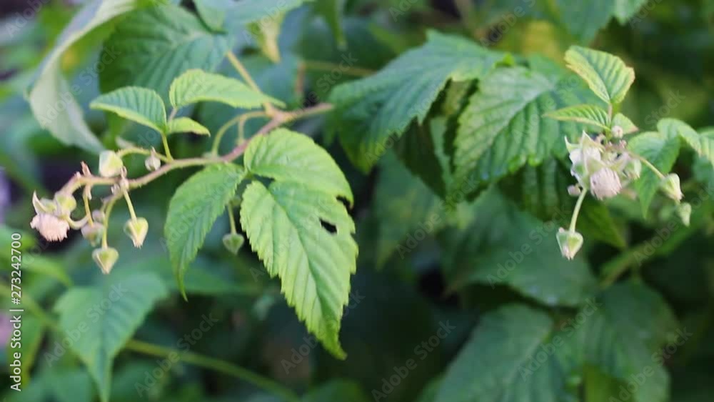 raspberry flowers on a branch blooms in the garden raspberry flowers on a branch blooms in the garden