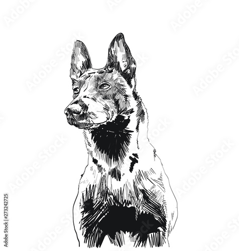 dog isolated on white background