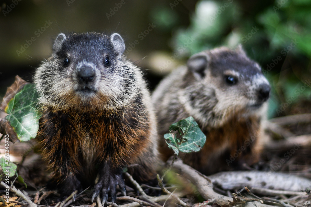 Baby groundhogs Baby groundhogs